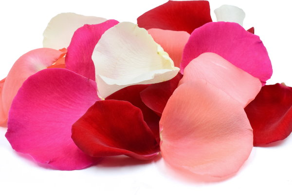 Discover the Beauty of Rose Petal Rose: A Fragrant Delight